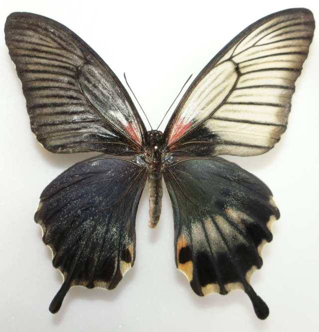Papilo lowii (gynandromorph, palawan is. philippines) (Internet Image property of respective owner, non-commercial use only)